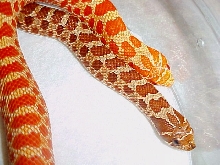 Extreme Red Normal and Albino Comparison