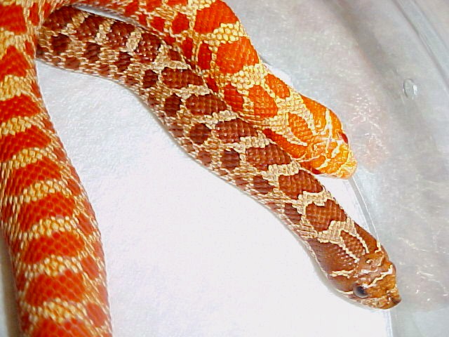 Extreme Red Normal and Albino Comparison