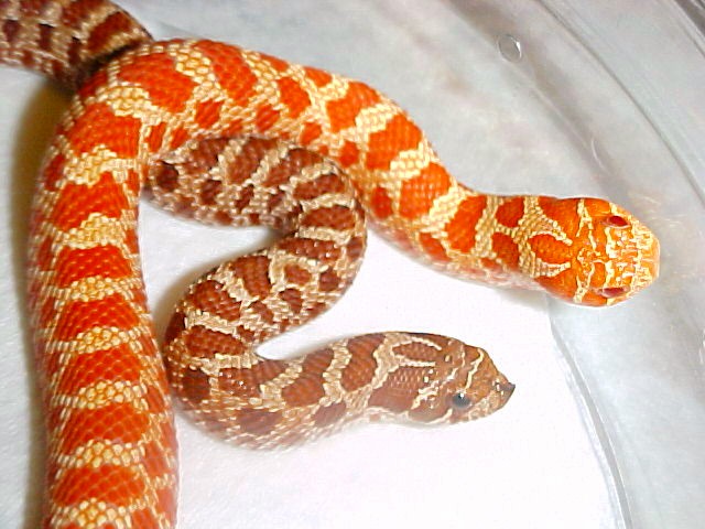 Extreme Red Normal and Albino Comparison
