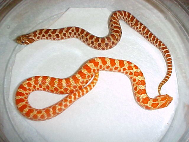 Extreme Red Normal and Albino Comparison