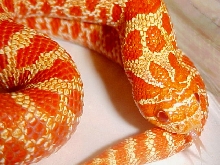 Extreme Red Albino