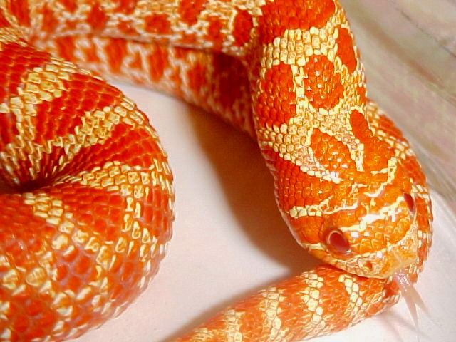 Extreme Red Albino