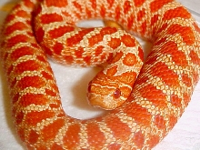 Extreme Red Albino