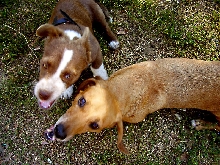 My wild dogs :)