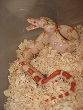 jungle albino F