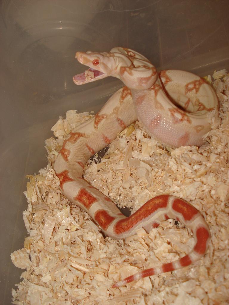 jungle albino F