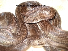 cp CA super motley