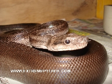 super motley CA poss het albino t 