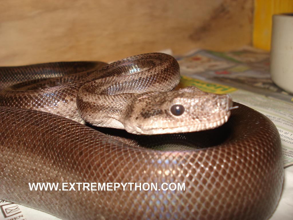 super motley CA poss het albino t 