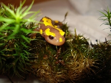 albino salamandra s. terrestris