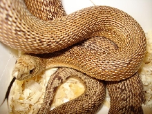 mugitus patt.het albino