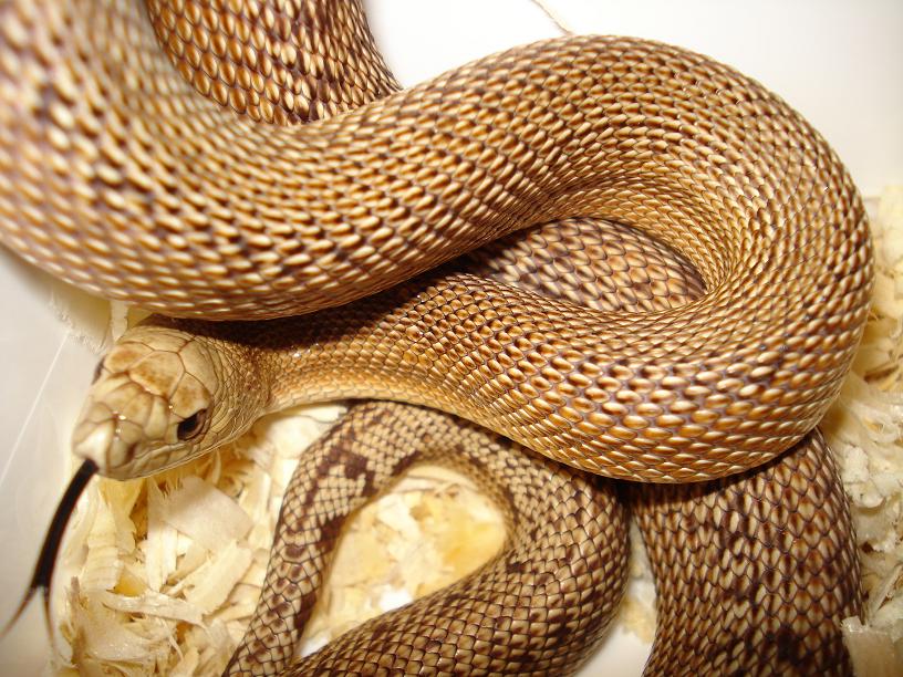 mugitus patt.het albino