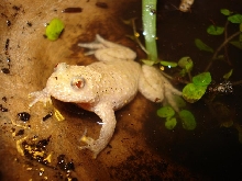 albino