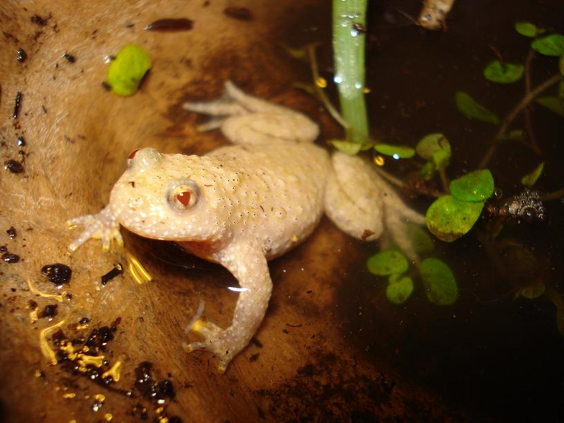 albino