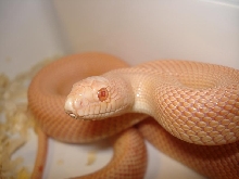 albino mugitus patt