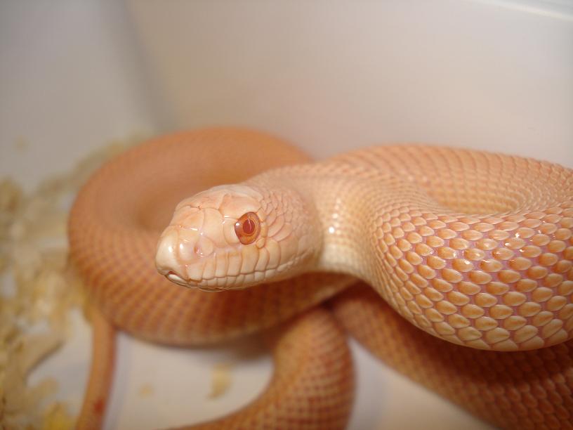 albino mugitus patt