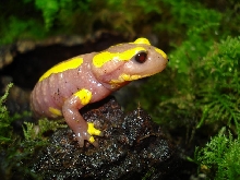 salamendra s.terrestris albino