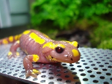 salamendra s.terrestris albino