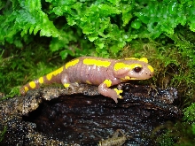 salamendra s.terrestris albino