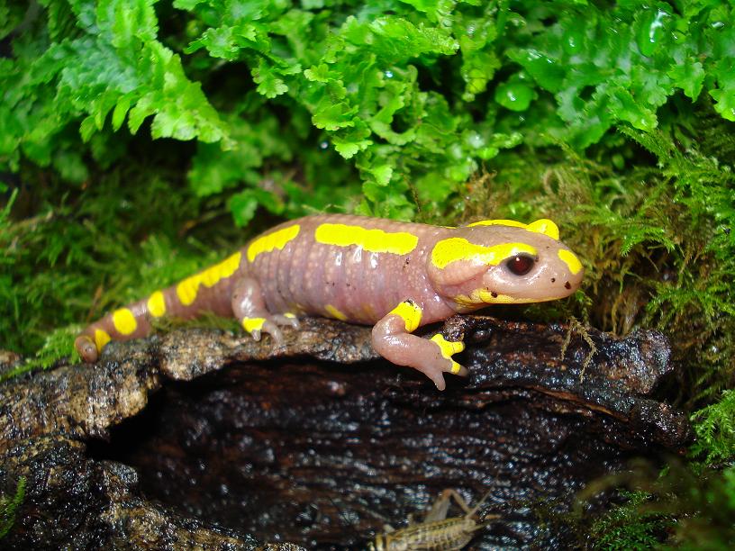salamendra s.terrestris albino