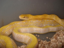 albino t- taeniura F