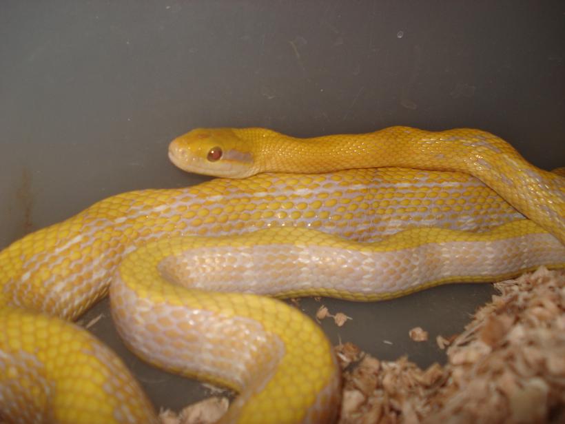 albino t- taeniura F