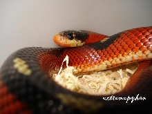 spotted sinaloe