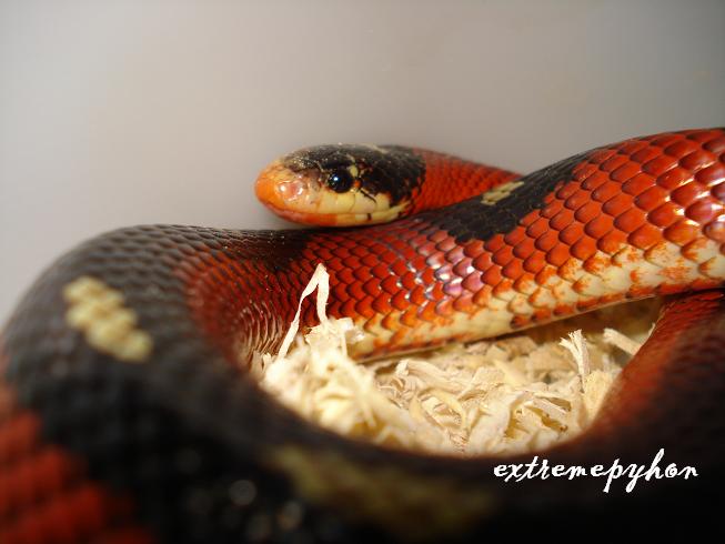 spotted sinaloe