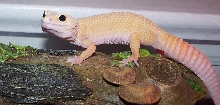 Rosie