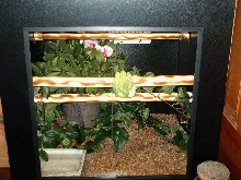 Calcifer in his new cage!