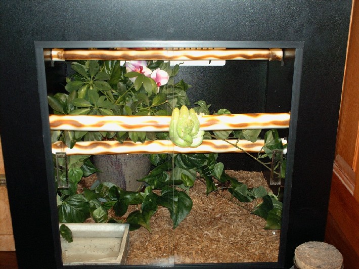 Calcifer in his new cage!