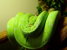 GTP w/ Scale Damage