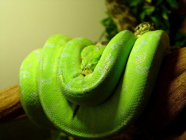 GTP w/ Scale Damage