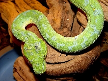 GTP w/ Scale Damage 2