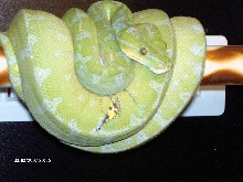 New GTP with Scale Damage
