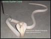 Leucistic Suphan Cobra