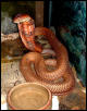 Red King Cobra