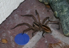 spider