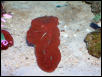 Saltwater - Austin Aquariums
