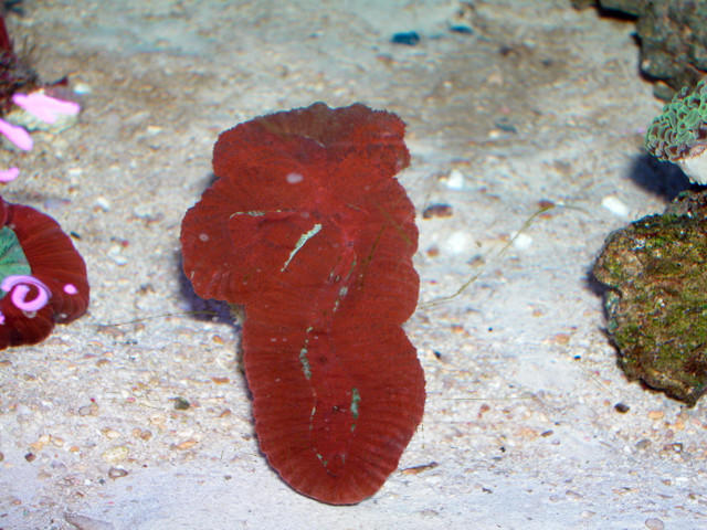 Saltwater - Austin Aquariums