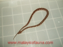 stripe variegata