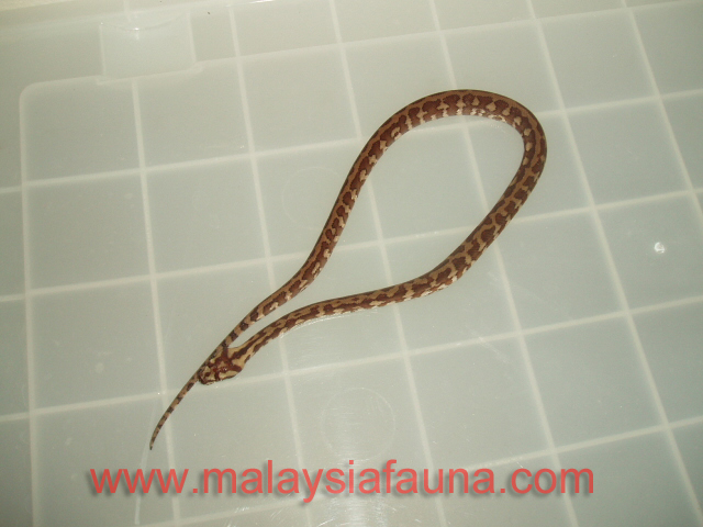 stripe variegata