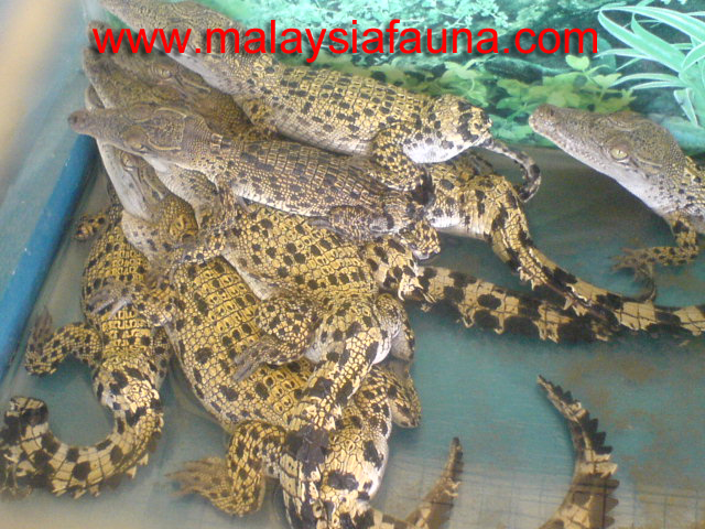 what happen to these crocs?