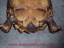 female2