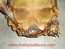 male2