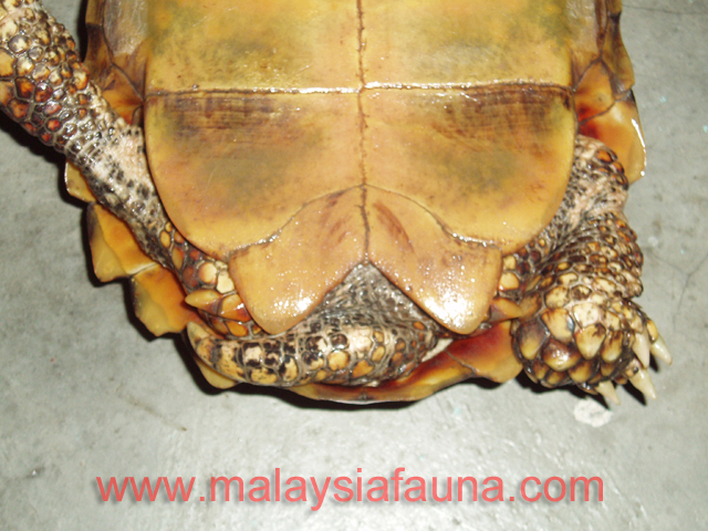 male2
