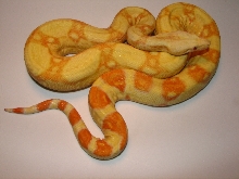 Male Albino