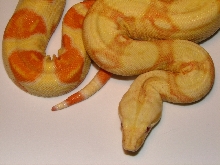 Male Albino