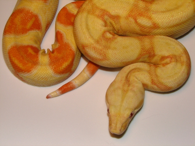 Male Albino
