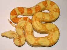 Male Albino
